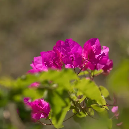 Liana & Ájosz Prokópiosz